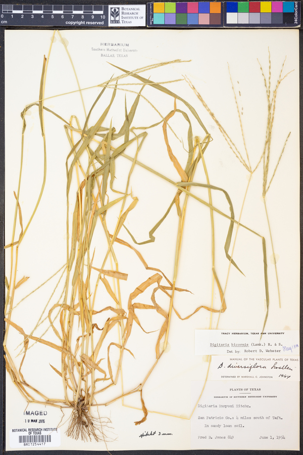 Digitaria bicornis image