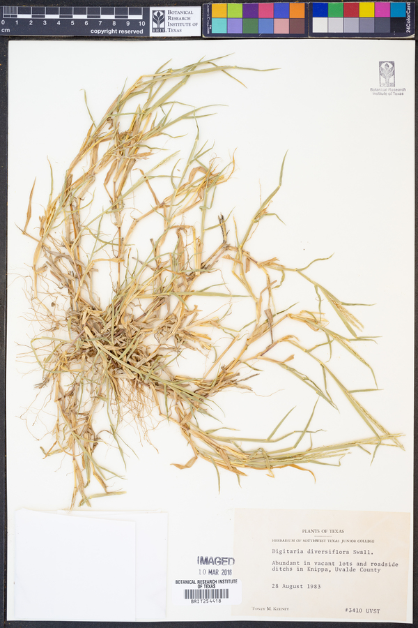 Digitaria bicornis image