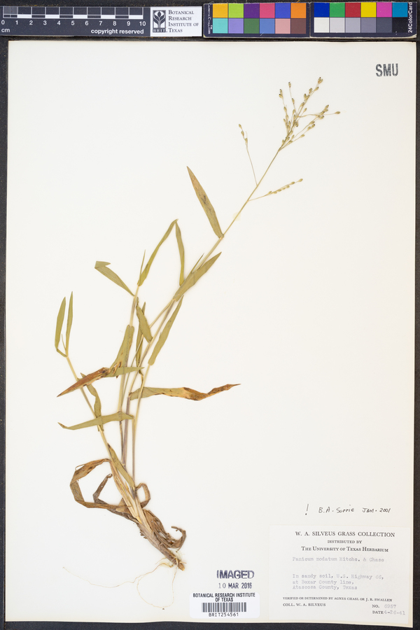 Panicum nodatum image