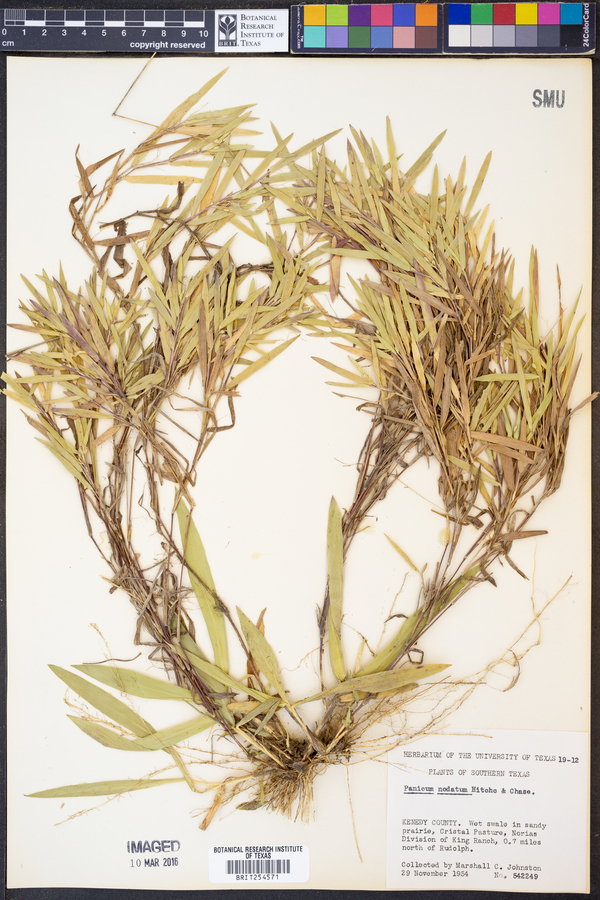 Panicum nodatum image