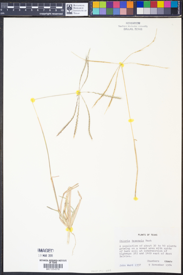 Chloris texensis image