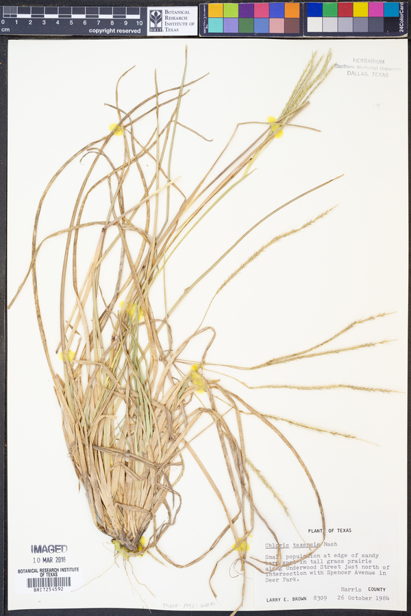Chloris texensis image