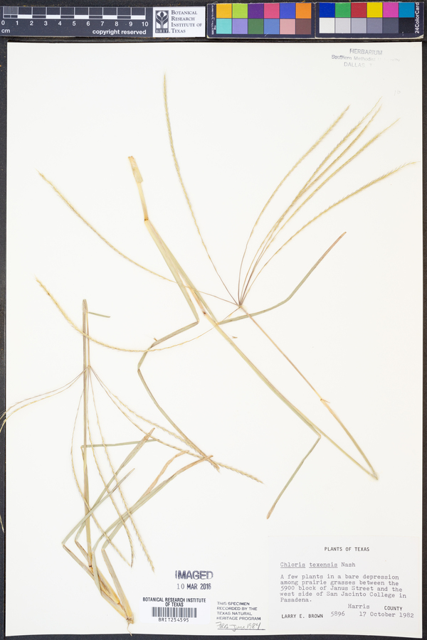 Chloris texensis image