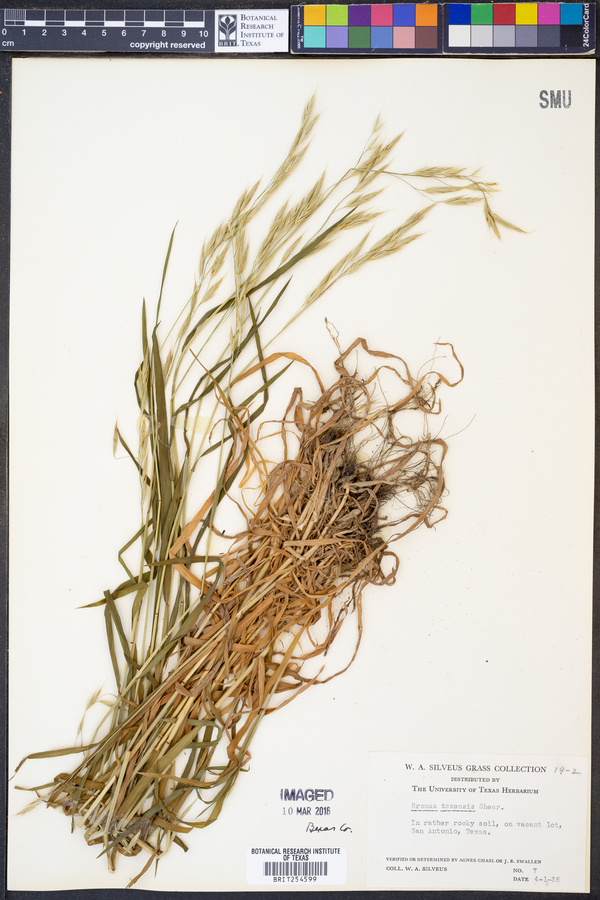 Bromus texensis image