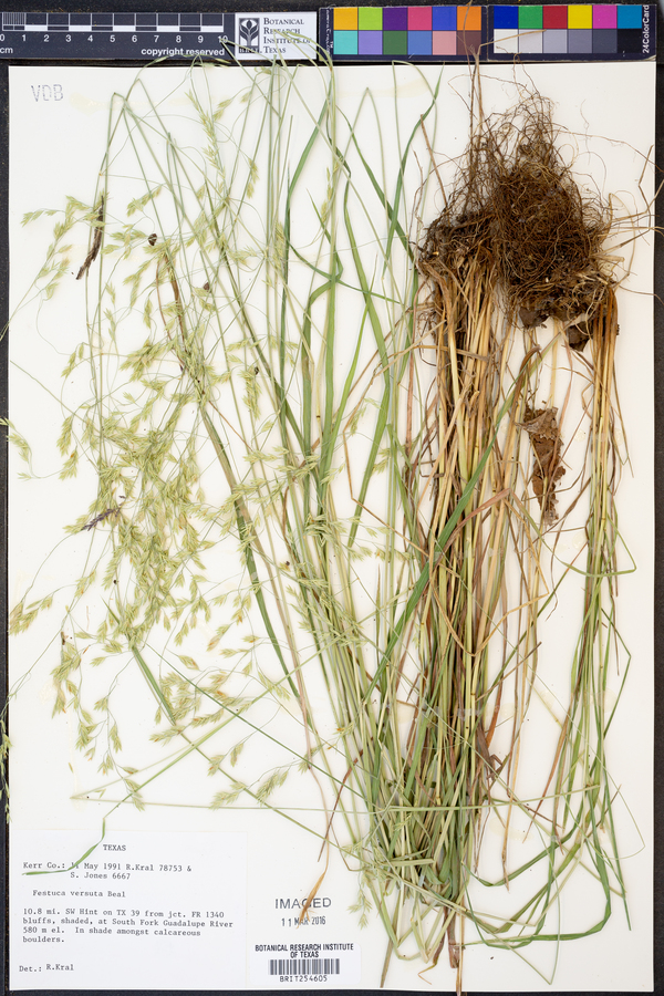 Festuca versuta image