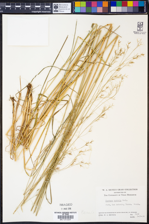 Festuca versuta image