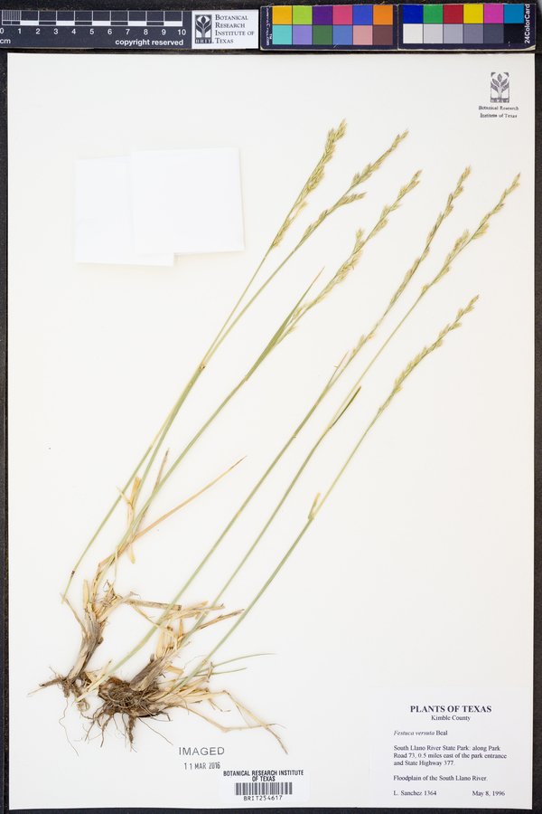 Festuca versuta image