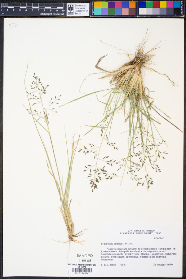 Eragrostis swallenii image