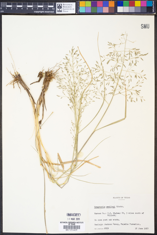 Eragrostis swallenii image