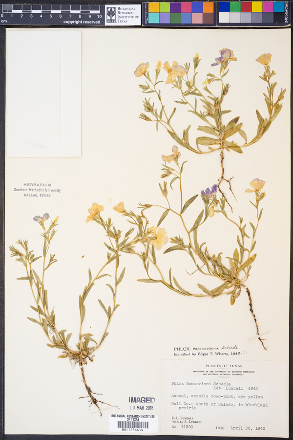 Phlox roemeriana image