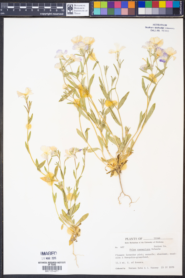 Phlox roemeriana image