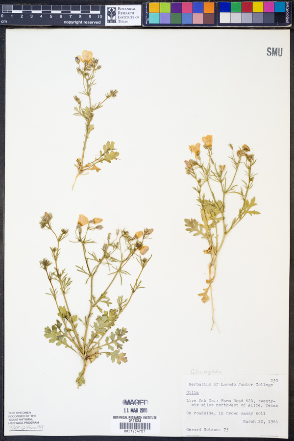 Gilia rigidula image