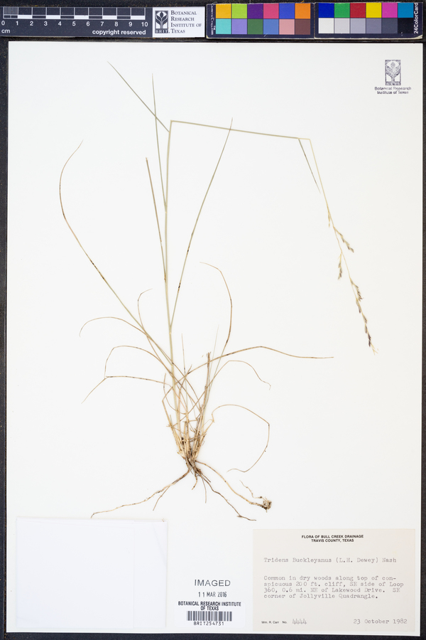 Tridens buckleyanus image