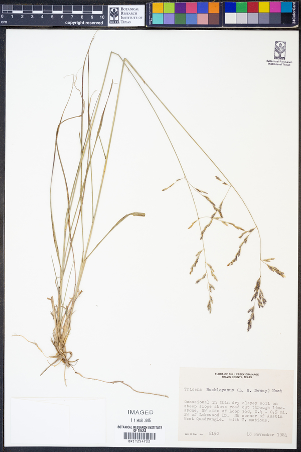 Tridens buckleyanus image