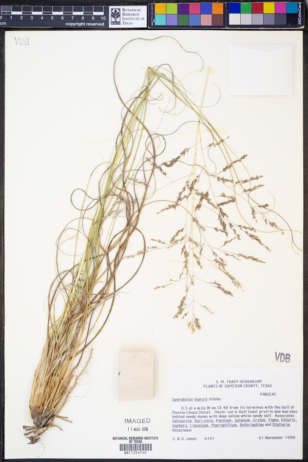 Sporobolus tharpii image