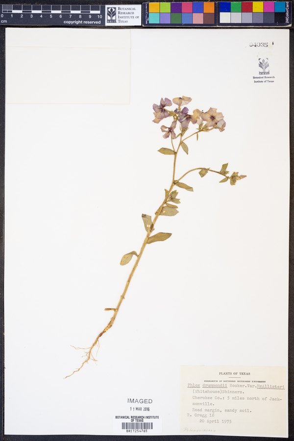 Phlox drummondii var. mcallisteri image