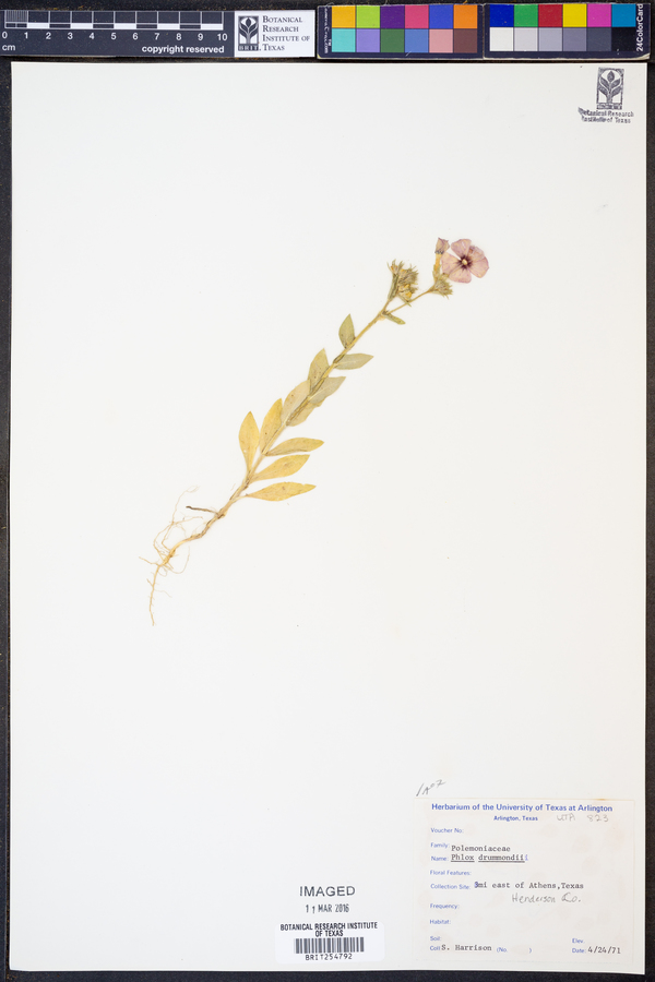 Phlox drummondii image