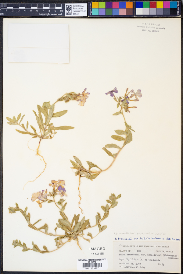 Phlox drummondii image