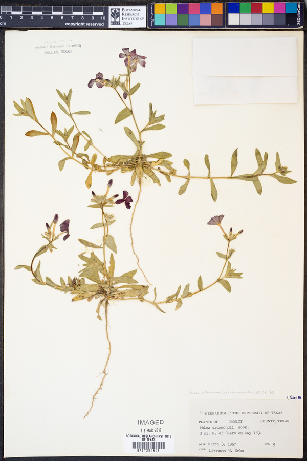 Phlox drummondii image