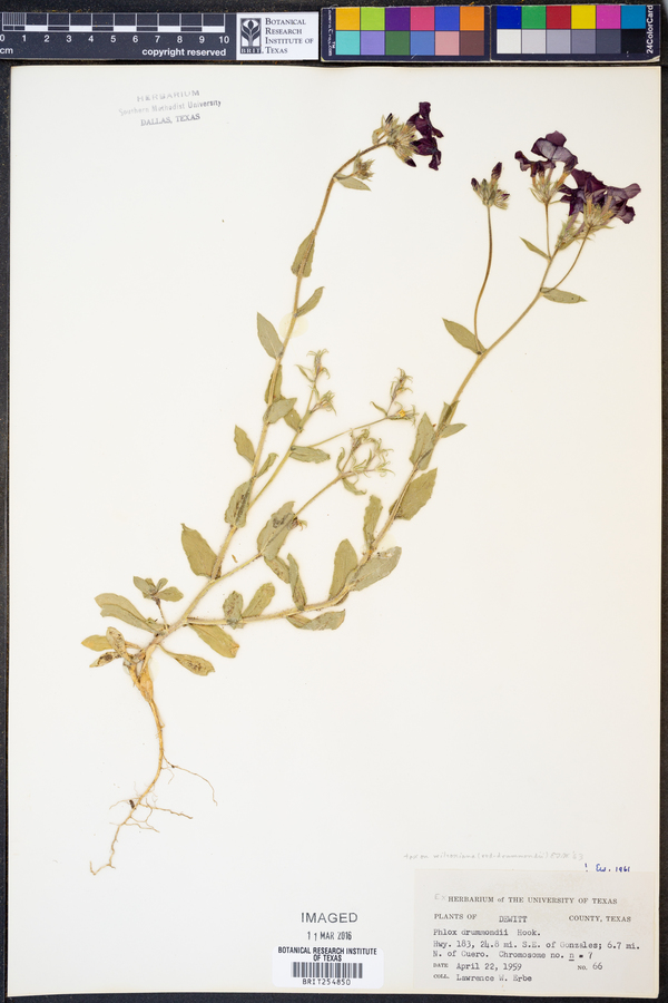 Phlox drummondii var. wilcoxiana image