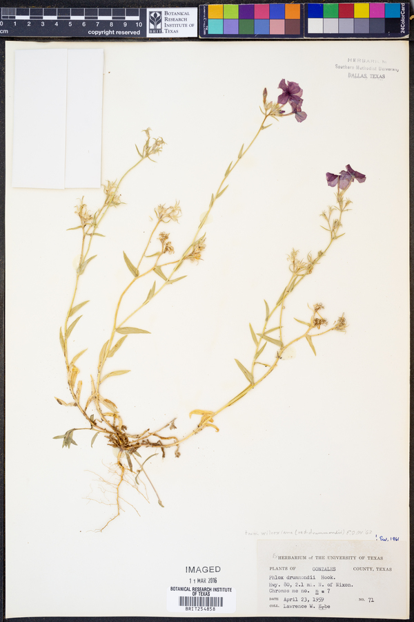 Phlox drummondii var. wilcoxiana image