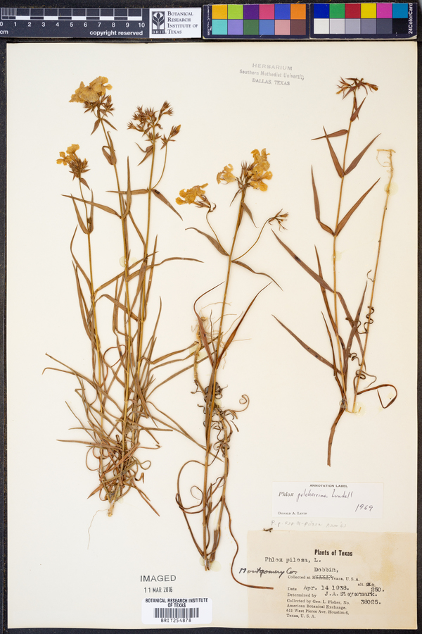 Phlox pulcherrima image