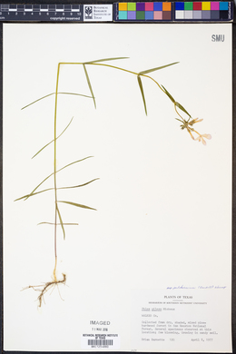 Phlox pilosa subsp. pulcherrima image