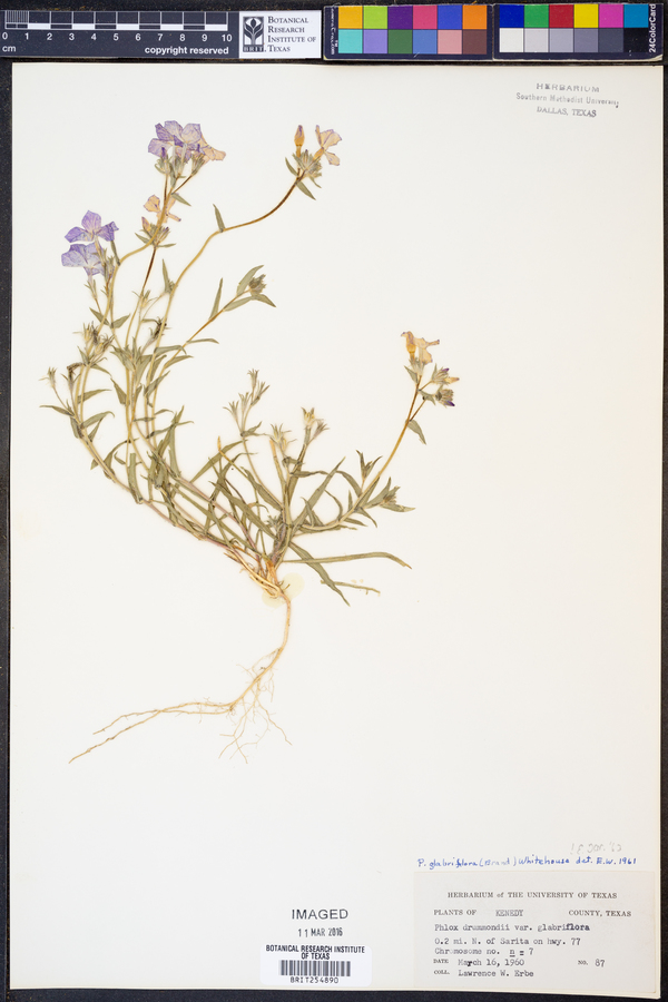 Phlox glabriflora image