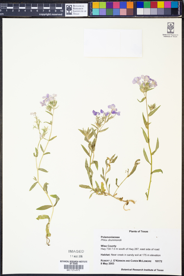 Phlox drummondii image