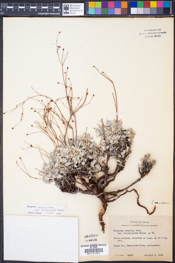 Eriogonum tenellum image