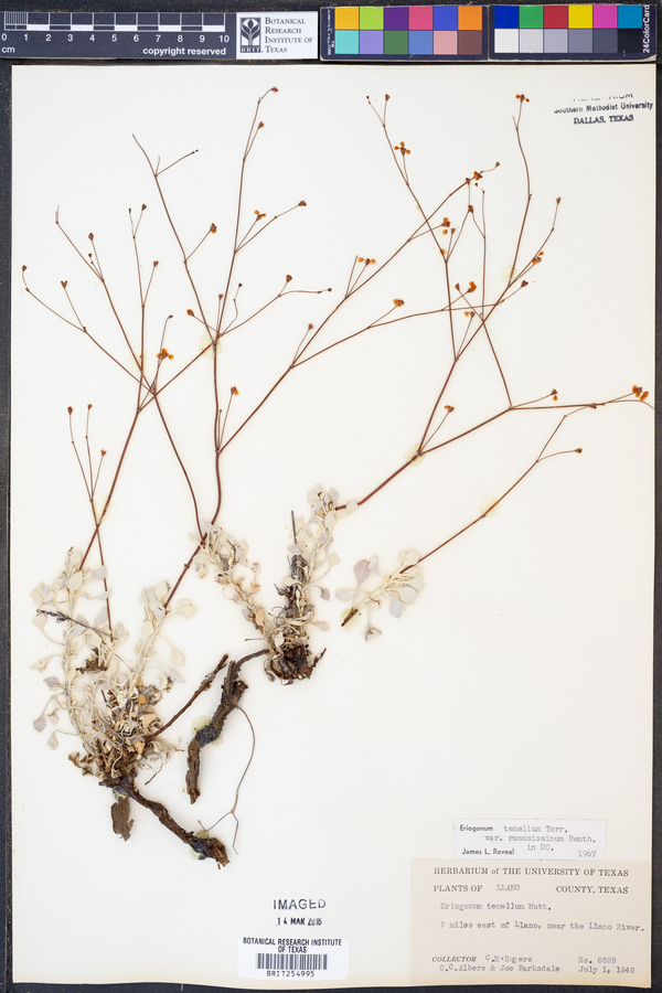 Eriogonum tenellum var. ramosissimum image