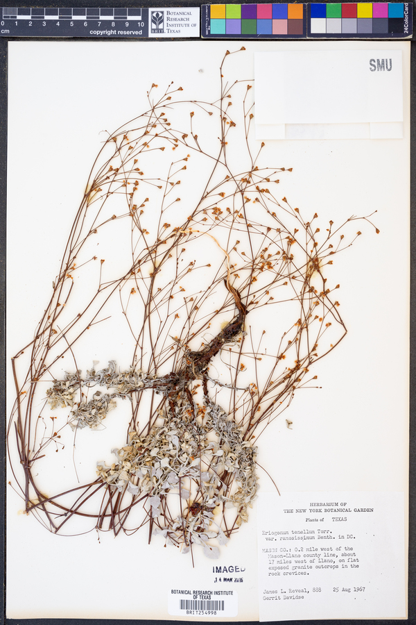 Eriogonum tenellum var. ramosissimum image