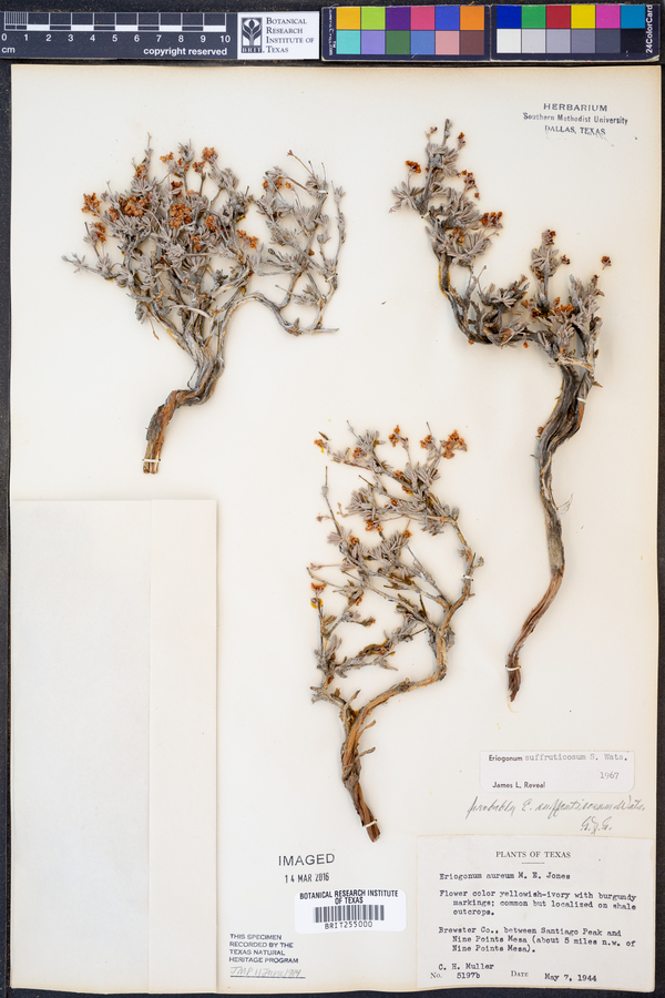 Eriogonum suffruticosum image