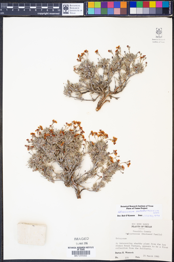 Eriogonum suffruticosum image