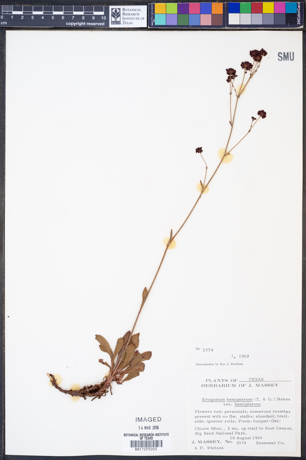 Eriogonum hemipterum image