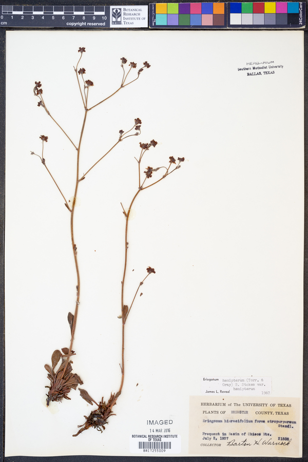 Eriogonum hemipterum image