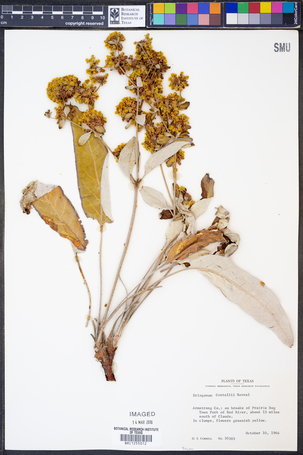 Eriogonum correllii image