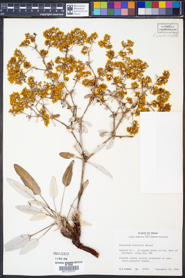 Eriogonum correllii image