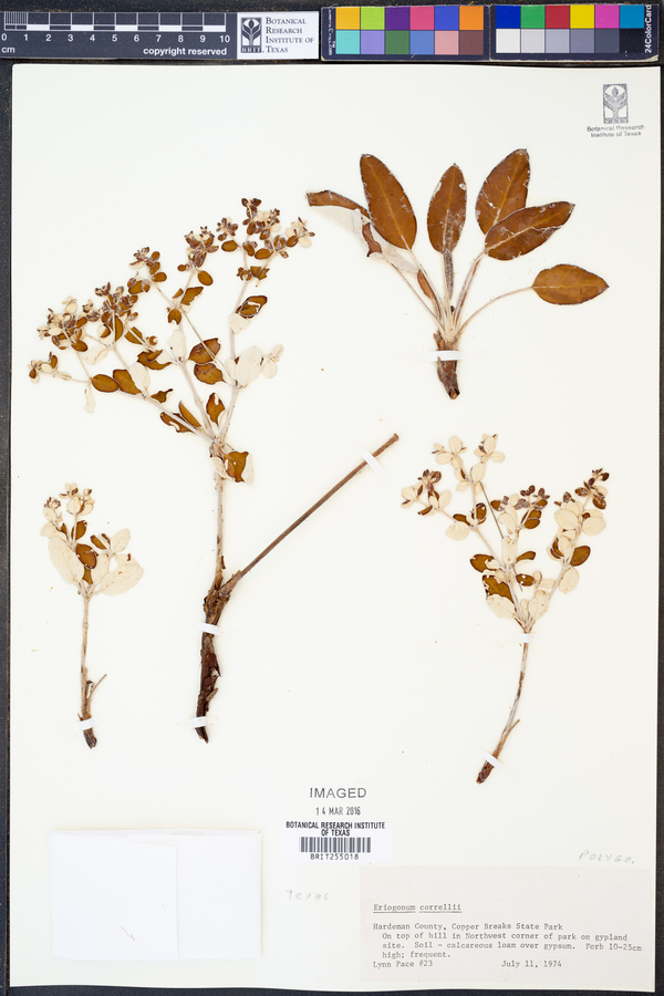 Eriogonum correllii image