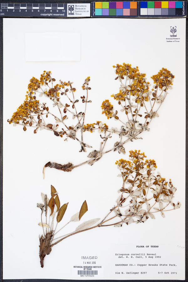 Eriogonum correllii image