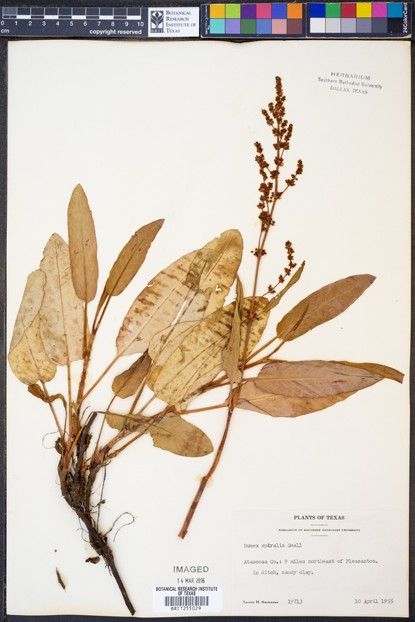 Rumex spiralis image
