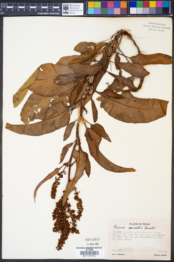Rumex spiralis image