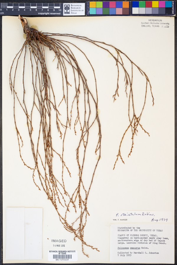 Polygonum striatulum image