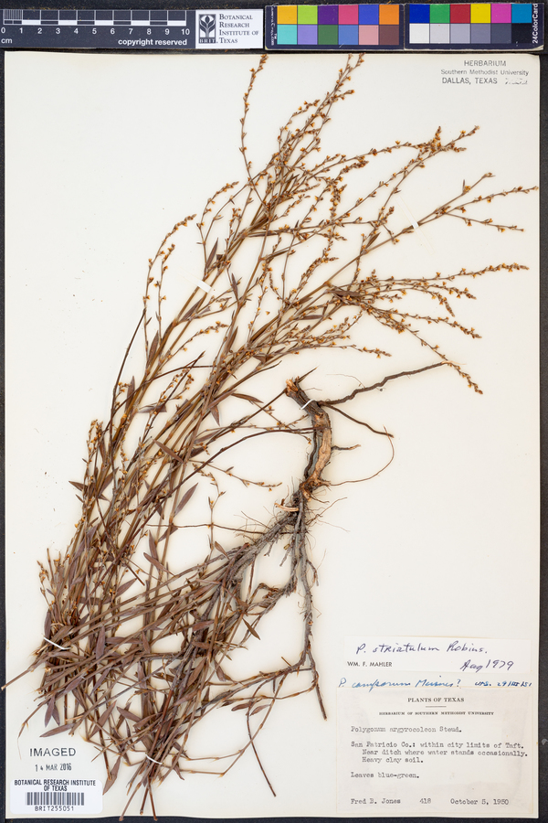 Polygonum striatulum image