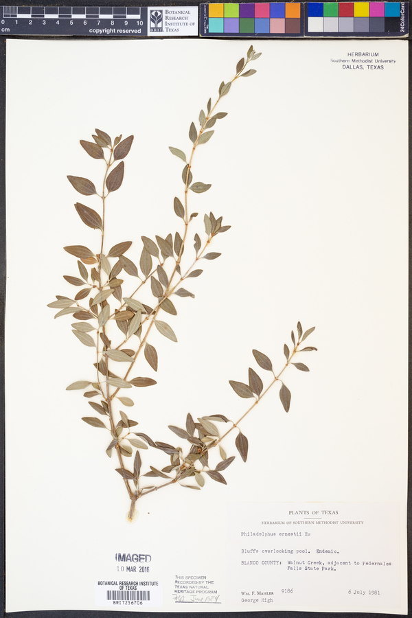 Philadelphus ernestii image