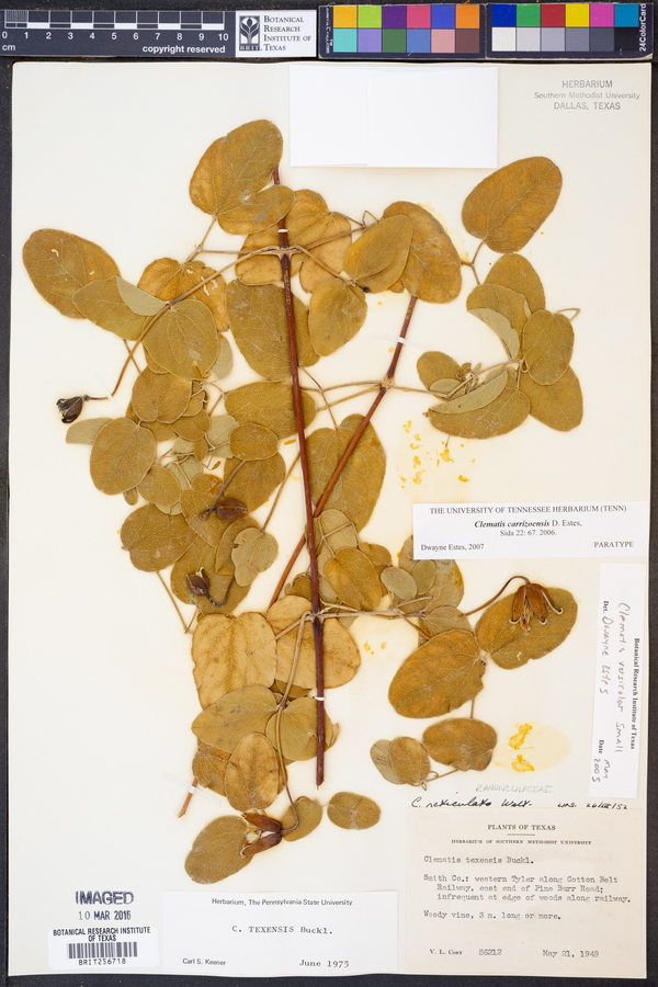 Clematis carrizoensis image