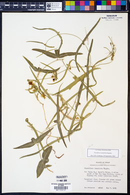 Passiflora tenuiloba image