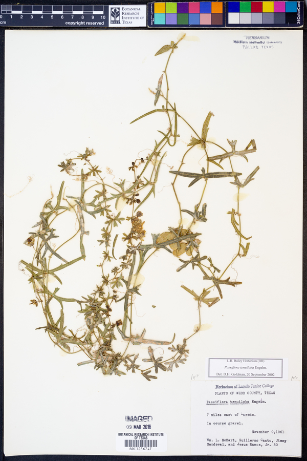Passiflora tenuiloba image