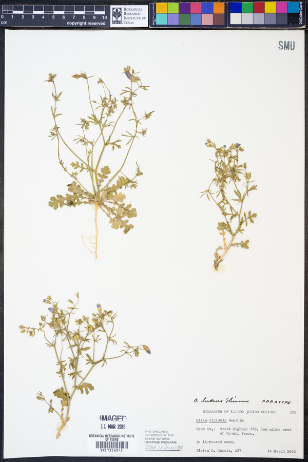 Gilia ludens image