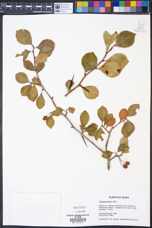 Crataegus tracyi image